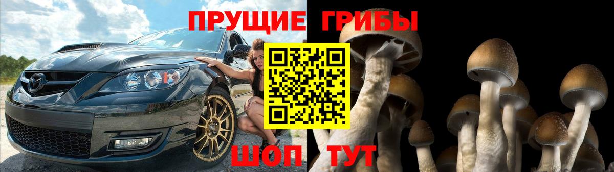 Псилоцибиновые грибы Psilocybine cubensis Луга